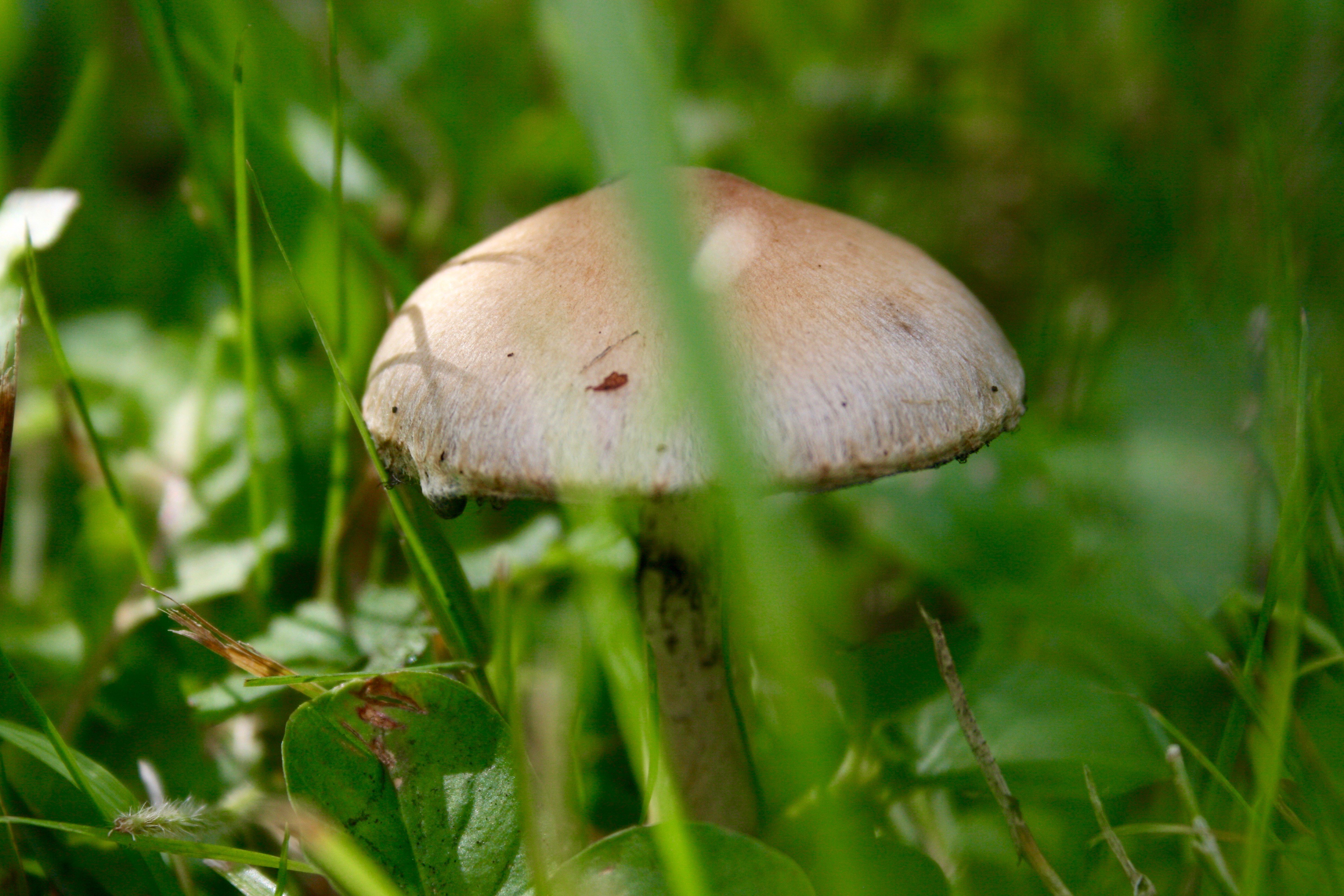 Fonds d'cran Nature Champignons Quelques champignons photographiés dans les alentours de l'Abbaye de Vauclair