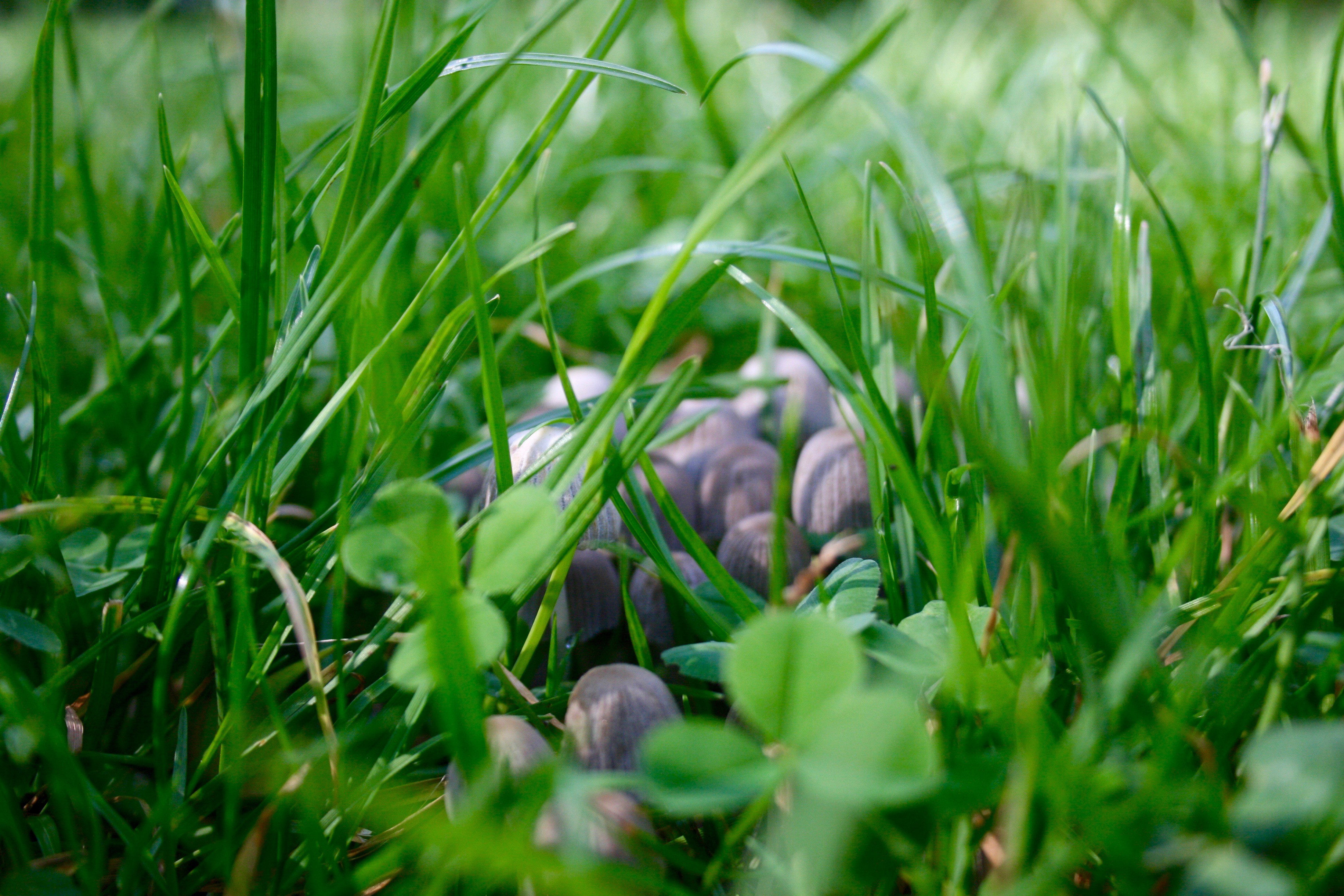 Wallpapers Nature Mushrooms Quelques champignons photographiés dans les alentours de l'Abbaye de Vauclair