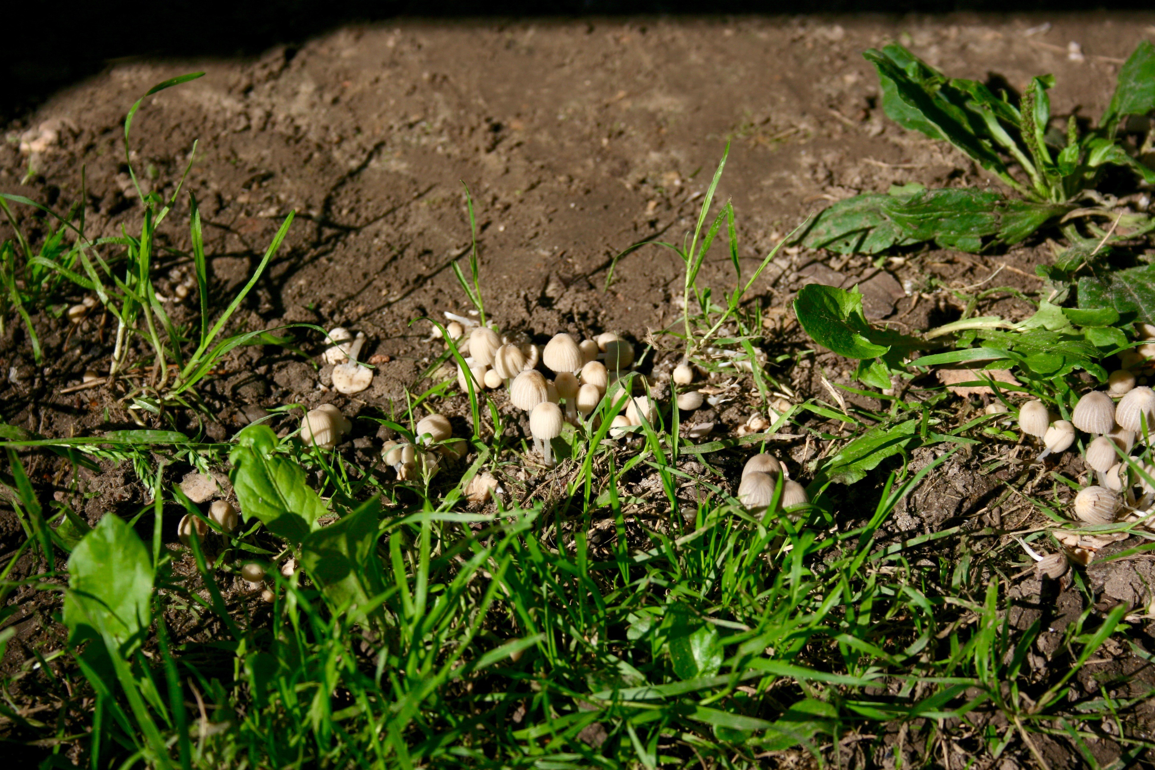 Fonds d'cran Nature Champignons Quelques champignons photographiés dans les alentours de l'Abbaye de Vauclair