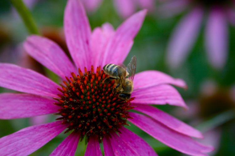 Wallpapers Animals Insects - Bees, Wasps Quelques insectes photographis  l'Abbaye de Vauclaire (aisne)