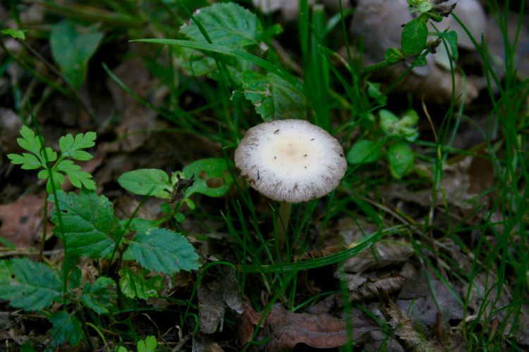 Fonds d'cran Nature Champignons Quelques champignons photographiés dans les alentours de l'Abbaye de Vauclair