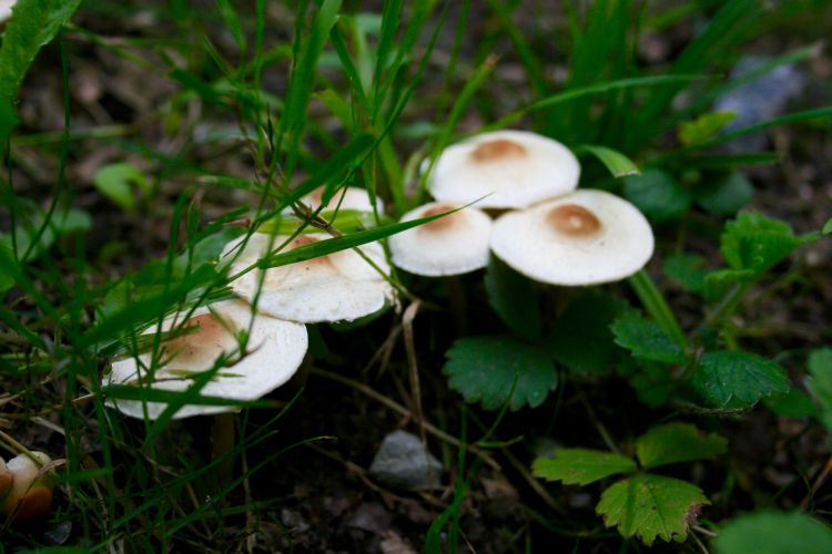 Wallpapers Nature Mushrooms Quelques champignons photographiés dans les alentours de l'Abbaye de Vauclair