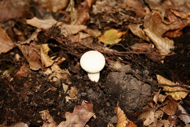 Fonds d'cran Nature Champignons Quelques champignons photographiés dans les alentours de l'Abbaye de Vauclair