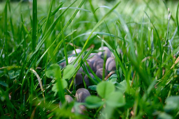 Wallpapers Nature Mushrooms Quelques champignons photographiés dans les alentours de l'Abbaye de Vauclair