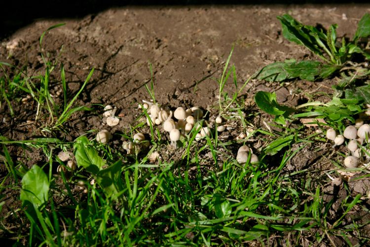 Wallpapers Nature Mushrooms Quelques champignons photographiés dans les alentours de l'Abbaye de Vauclair