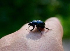  Animaux Quelques insectes photographis  l'Abbaye de Vauclaire (aisne)