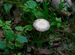  Nature Quelques champignons photographiés dans les alentours de l'Abbaye de Vauclair