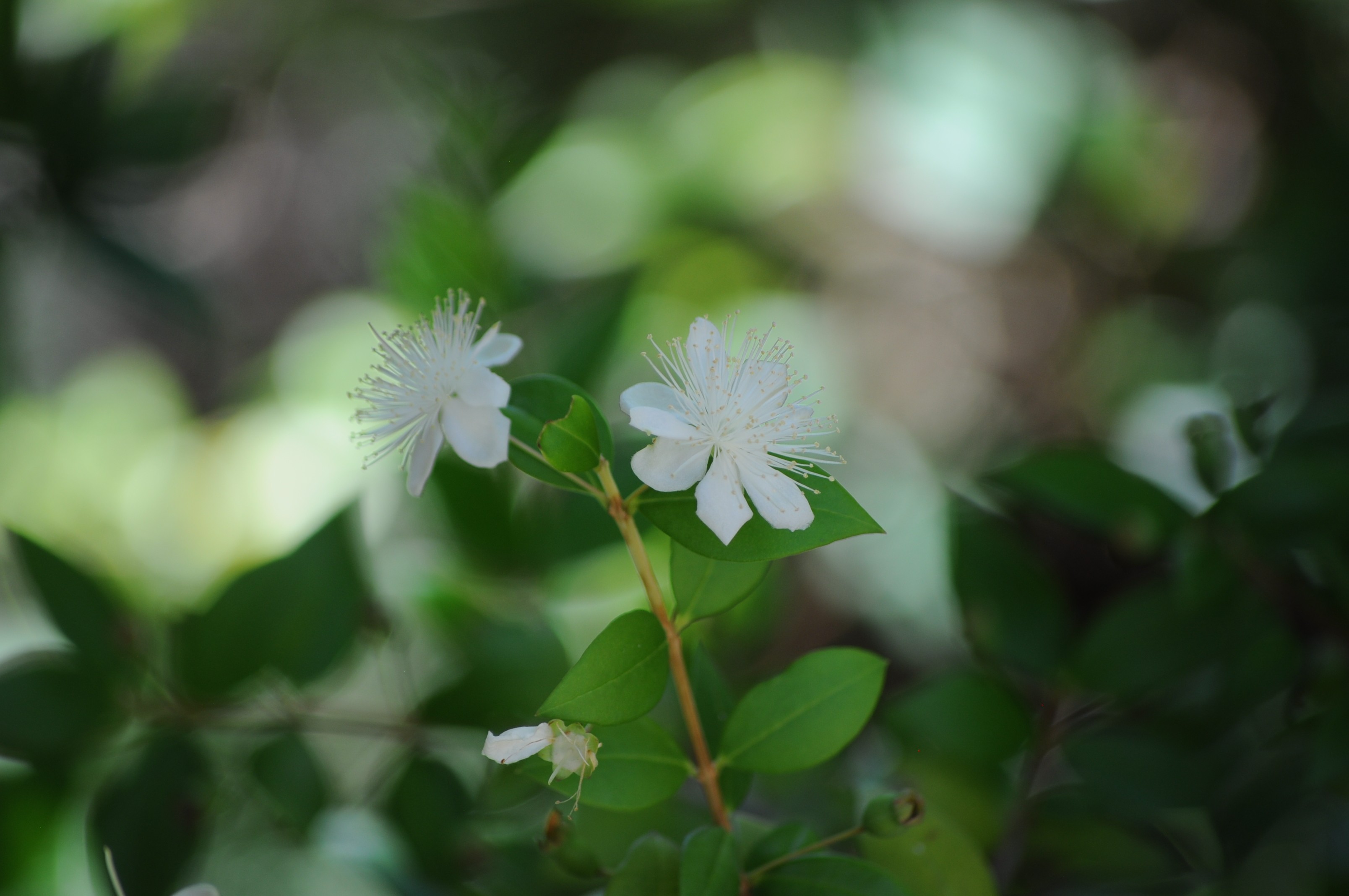 Fonds d'cran Nature Fleurs 