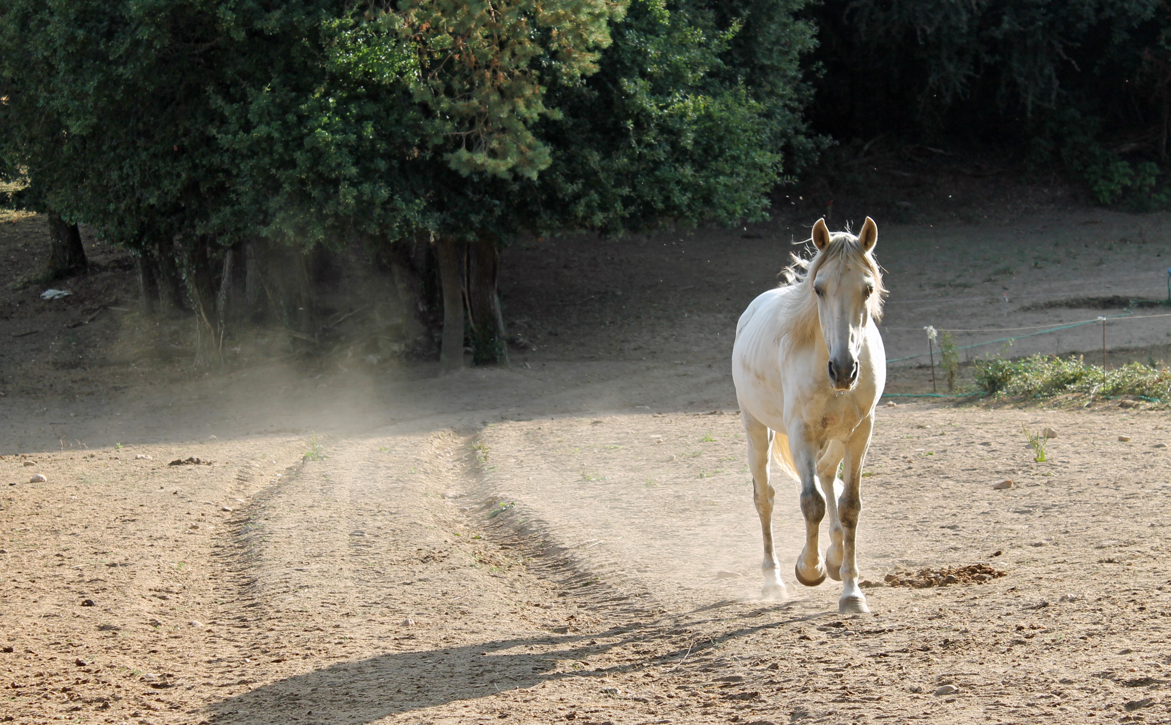 Fonds d'cran Animaux Chevaux 