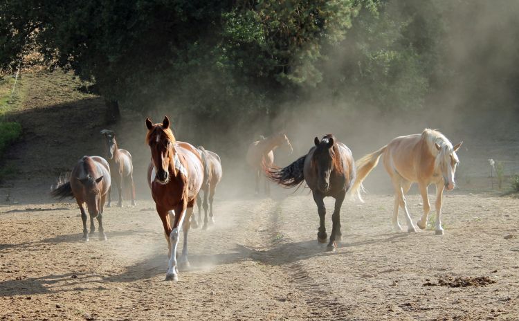 Fonds d'cran Animaux Chevaux Wallpaper N451326