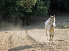  Animaux Image sans titre N451325