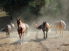  Animaux Image sans titre N451326