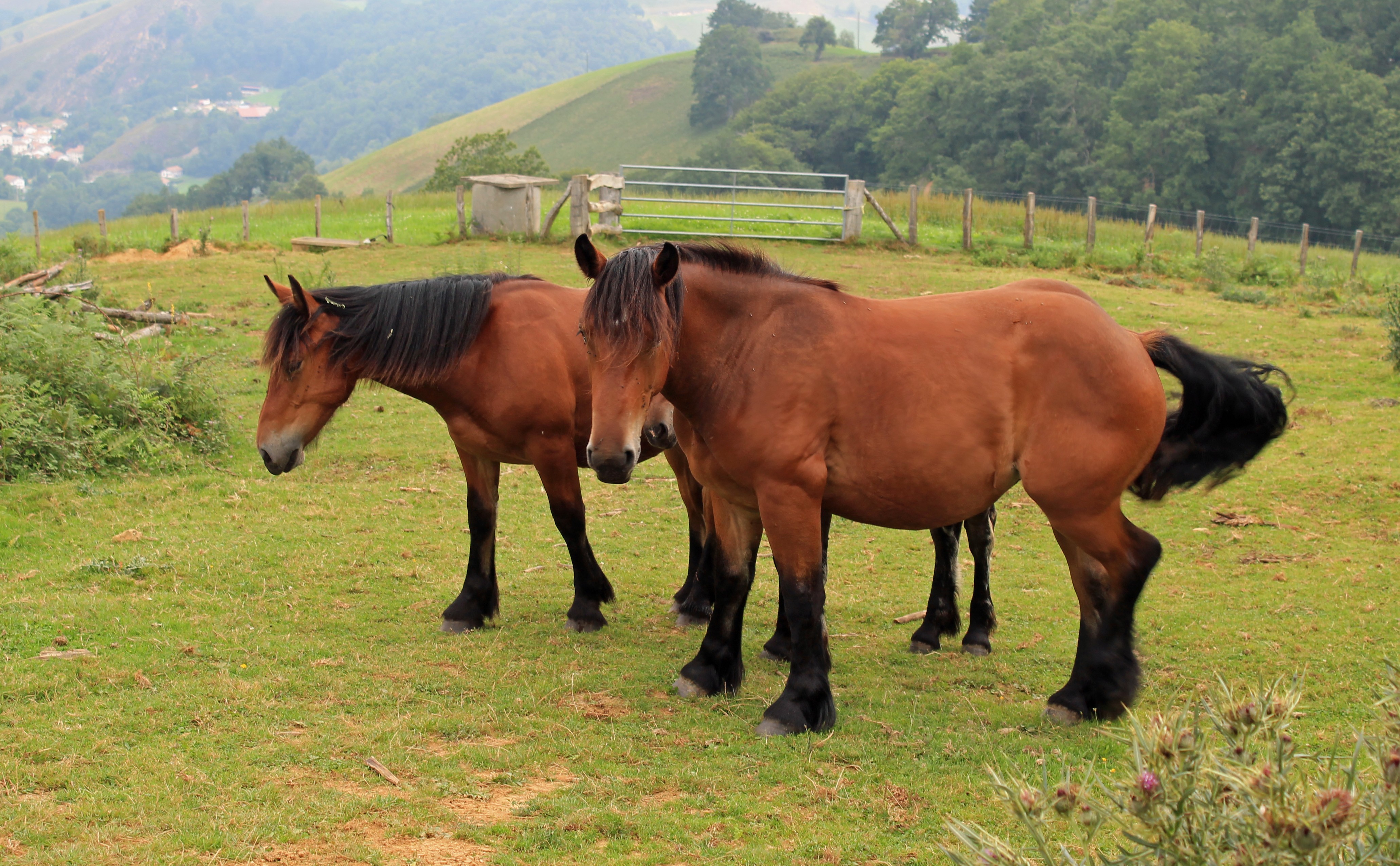 Fonds d'cran Animaux Chevaux 