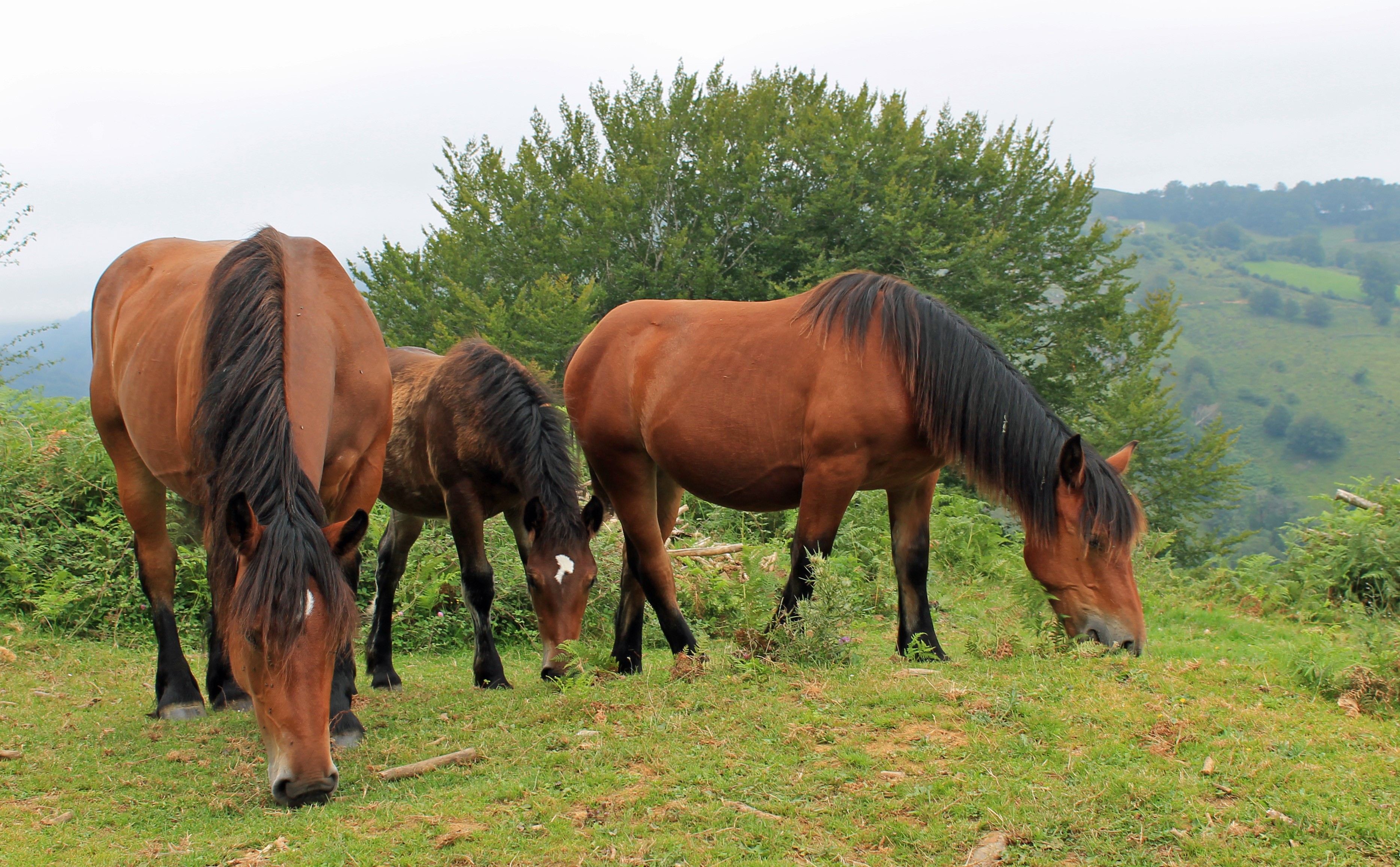 Wallpapers Animals Horses 