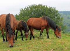  Animaux Image sans titre N451520