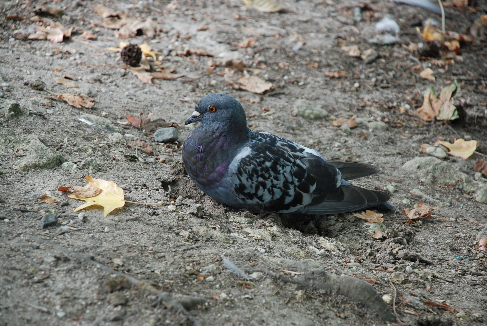 Wallpapers Animals Birds - Pigeons and Doves 