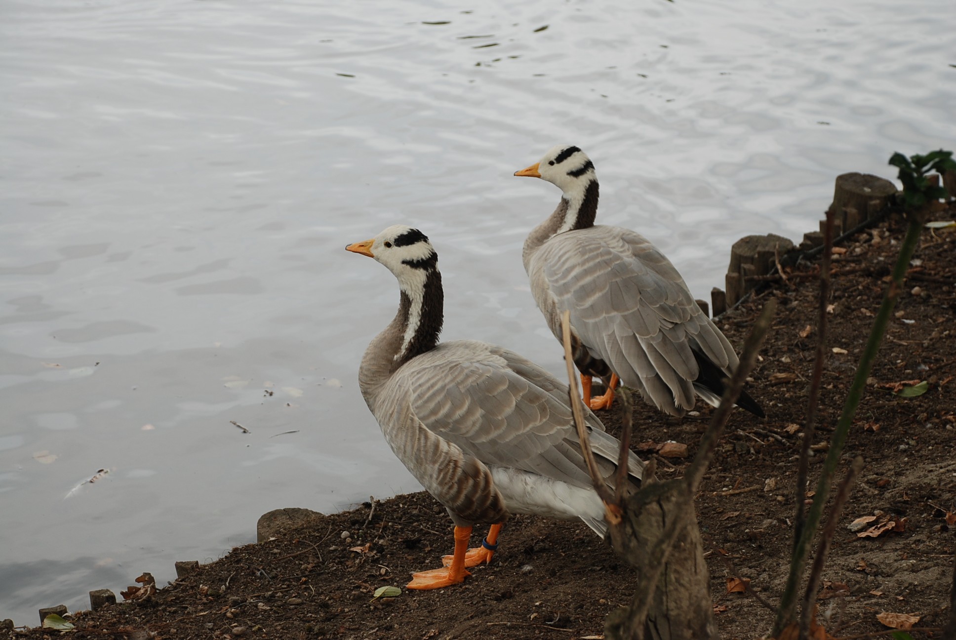 Wallpapers Animals Birds - Geese 