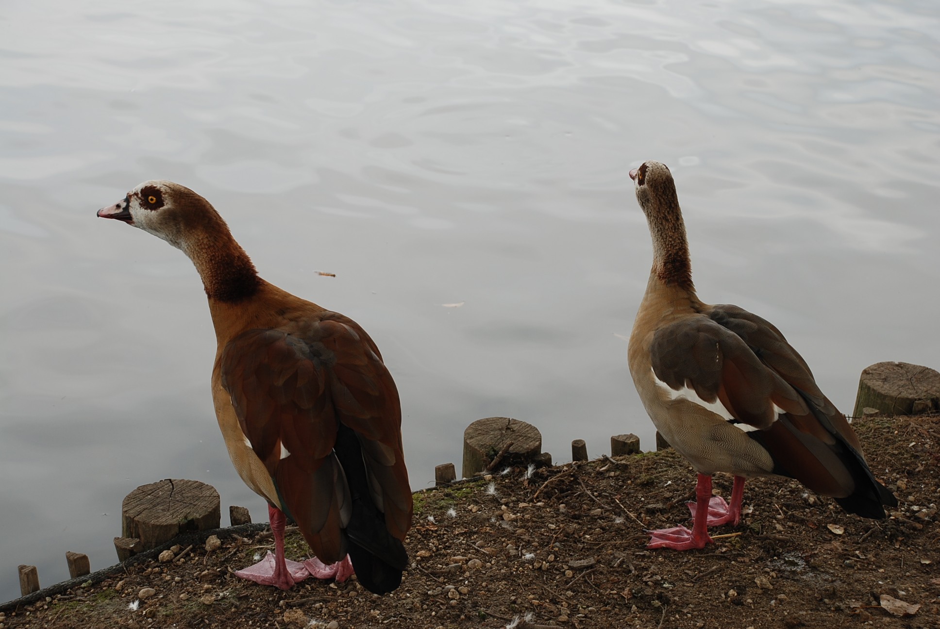 Wallpapers Animals Birds - Geese 