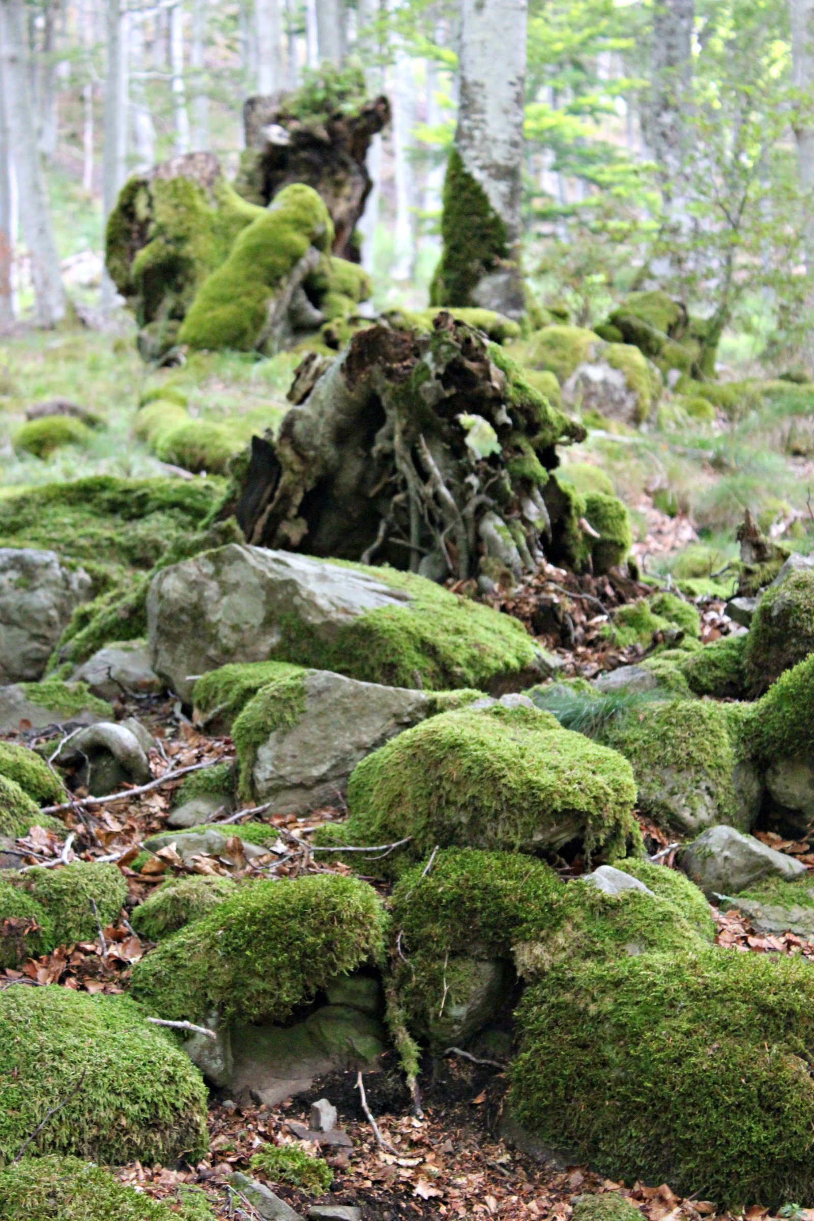 Fonds d'cran Nature Mousses - Lichens 