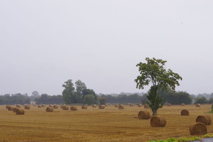 Fonds d'cran Nature Champs - Prairies champ par temps de pluie