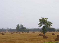  Nature champ par temps de pluie