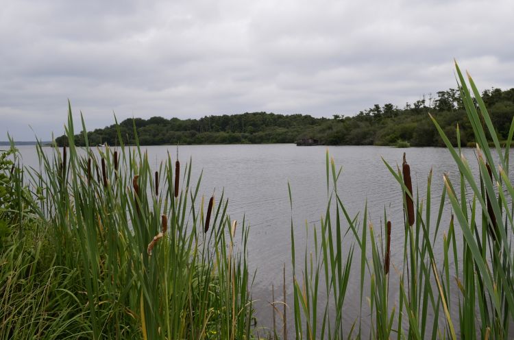 Fonds d'cran Nature Arbres - Forts Parc floral Mimizan