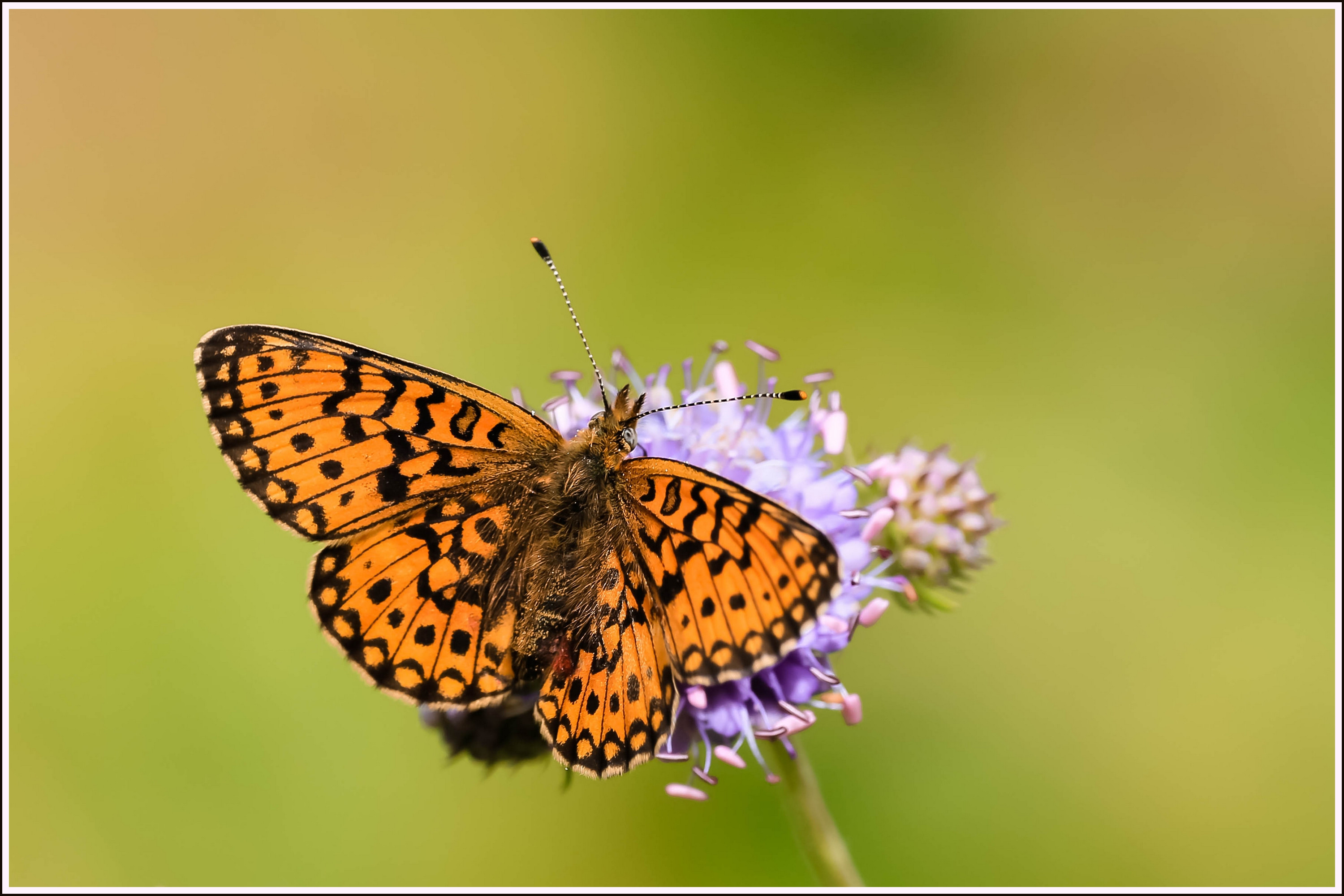 Wallpapers Animals Insects - Butterflies 