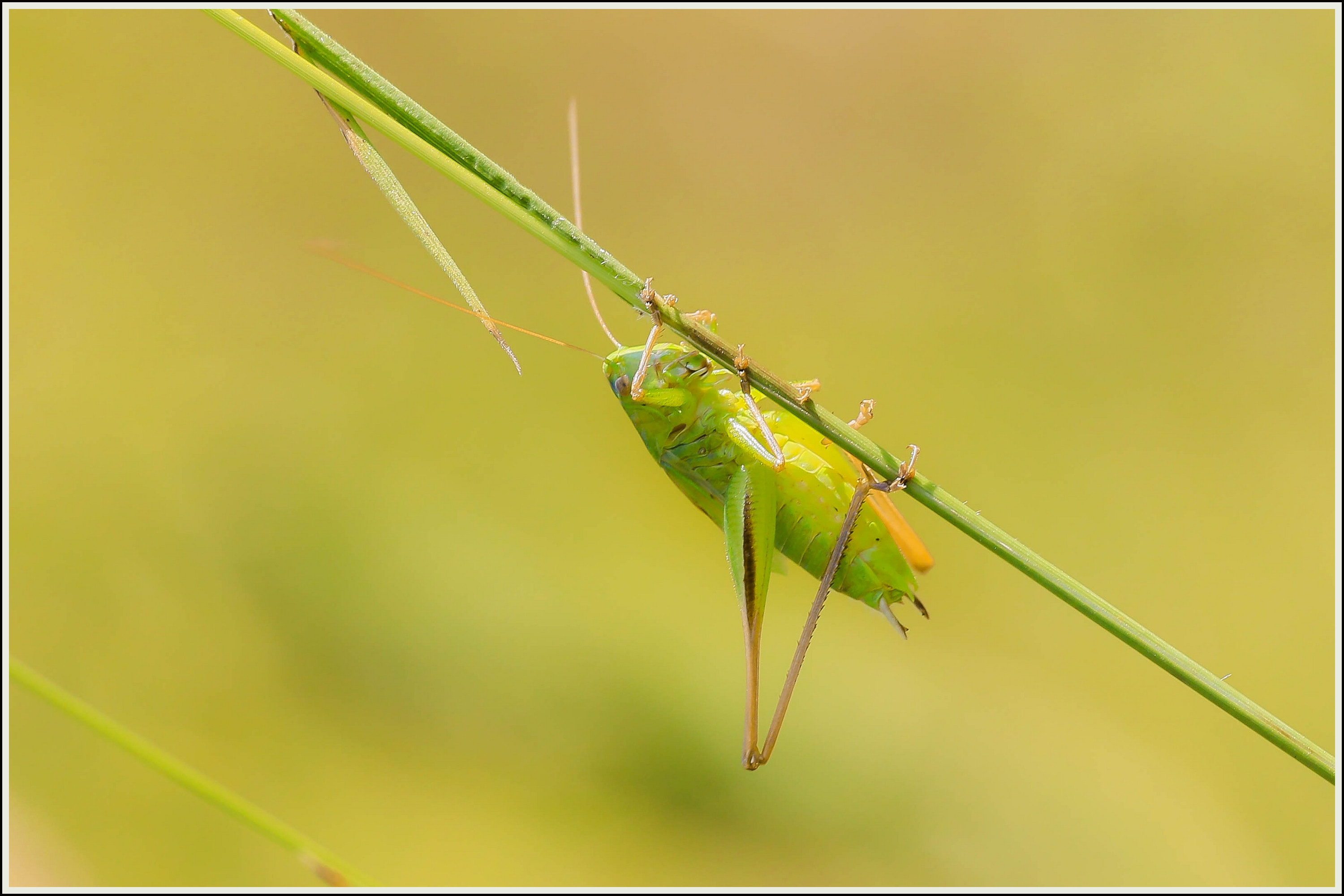 Wallpapers Animals Insects - Locusts 