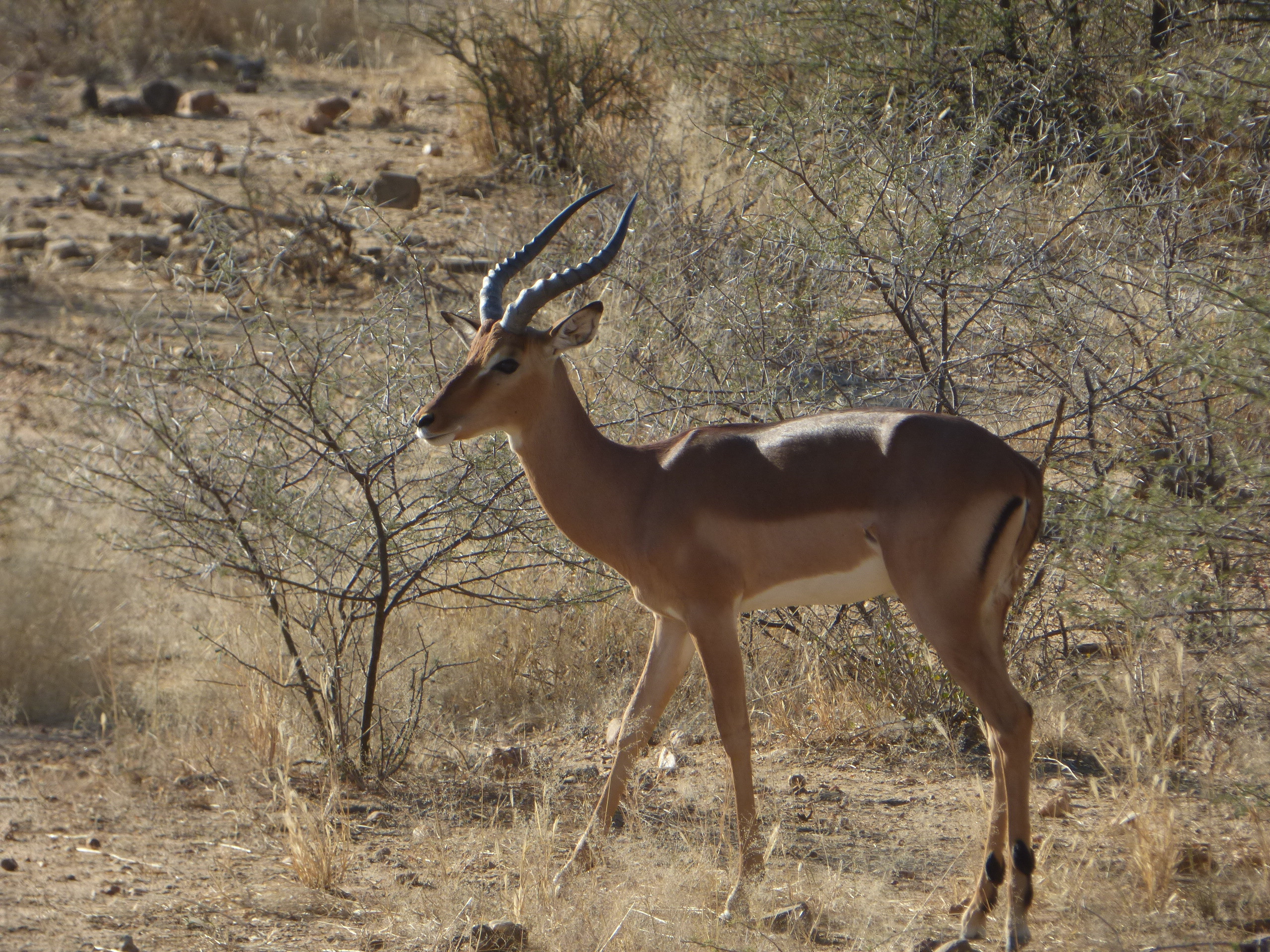 Fonds d'cran Animaux Impalas Impala, Namibie