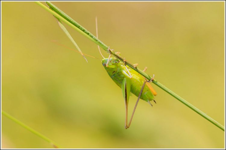 Wallpapers Animals Insects - Locusts Wallpaper N452620