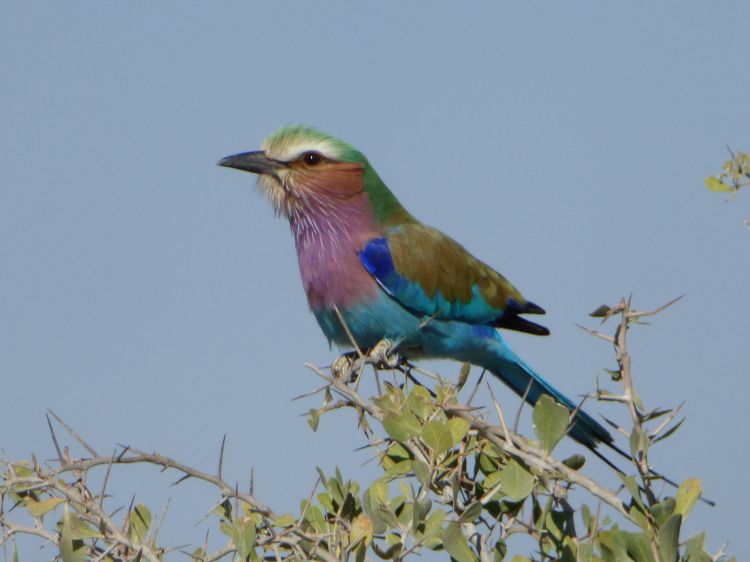 Wallpapers Animals Birds - Bee-eater Guépier, Namibie