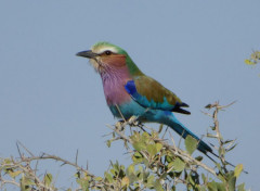  Animaux Guépier, Namibie