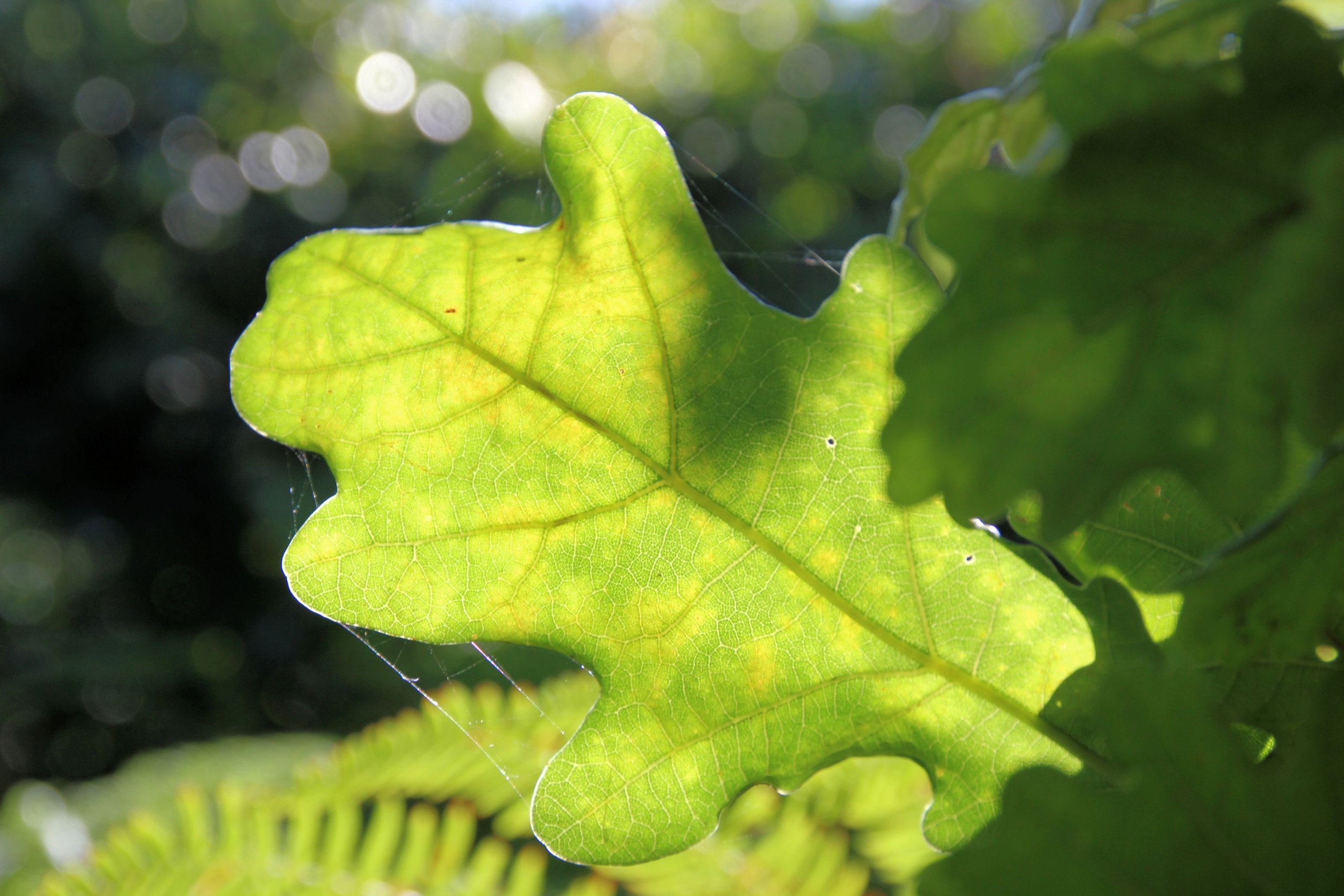 Wallpapers Nature Leaves - Foliage 