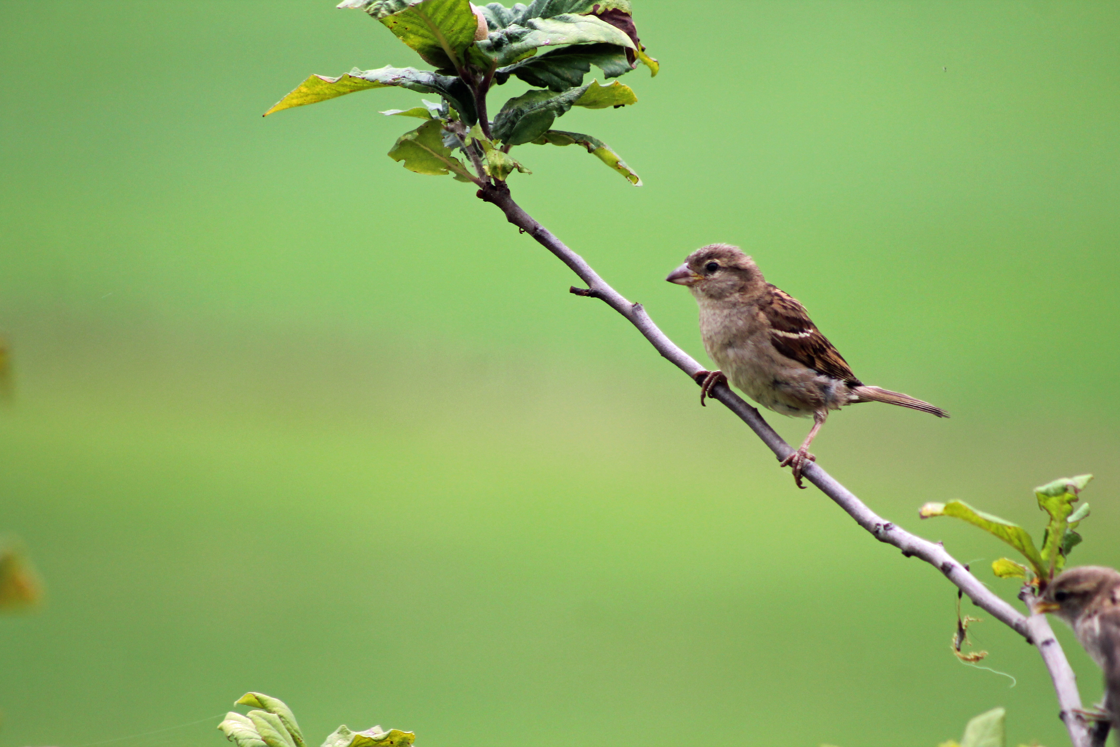 Wallpapers Animals Birds - Sparrows 