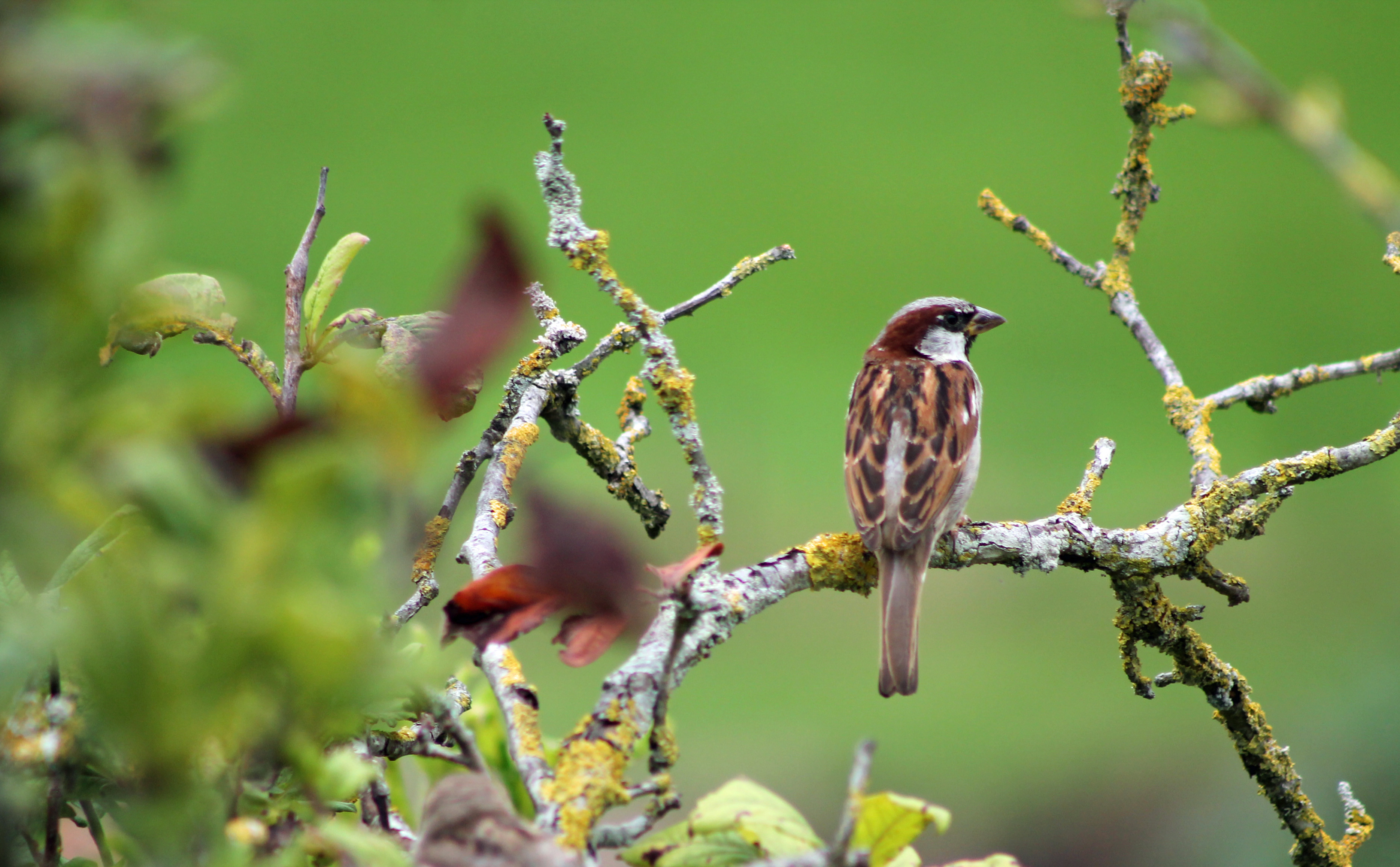 Wallpapers Animals Birds - Sparrows 