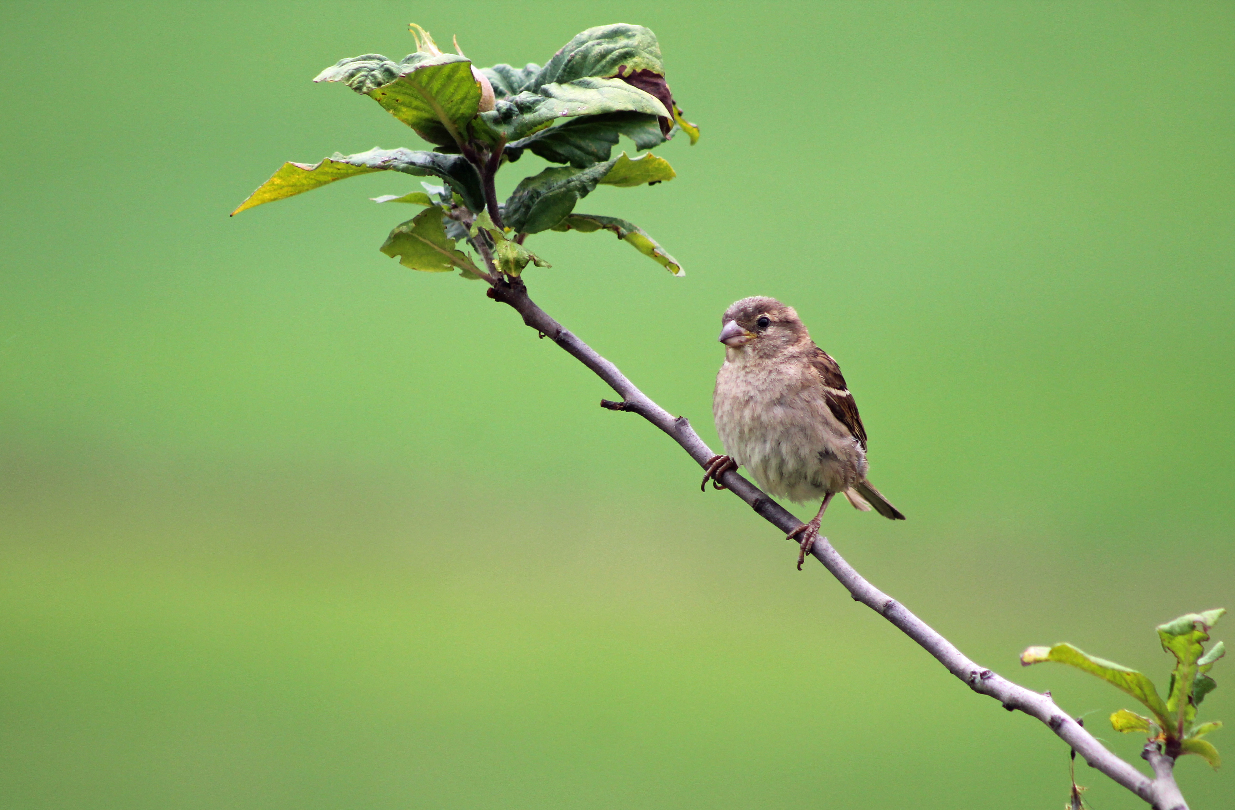 Wallpapers Animals Birds - Sparrows 