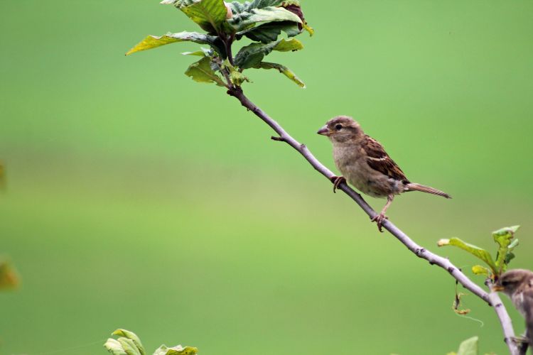 Wallpapers Animals Birds - Sparrows Wallpaper N452926