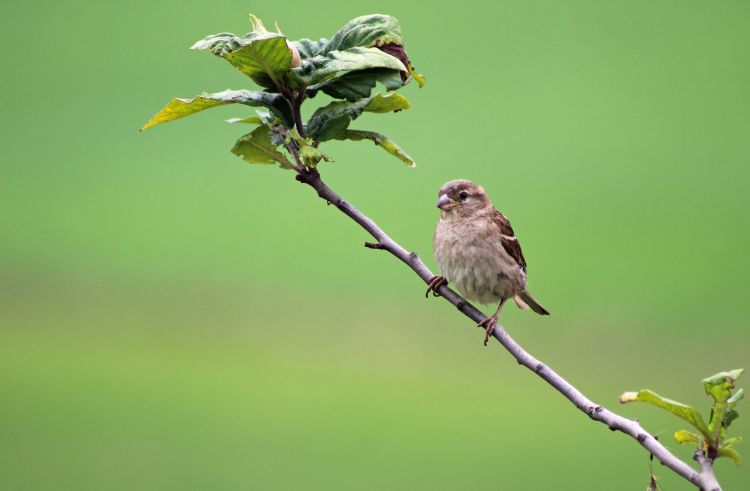 Wallpapers Animals Birds - Sparrows Wallpaper N452928