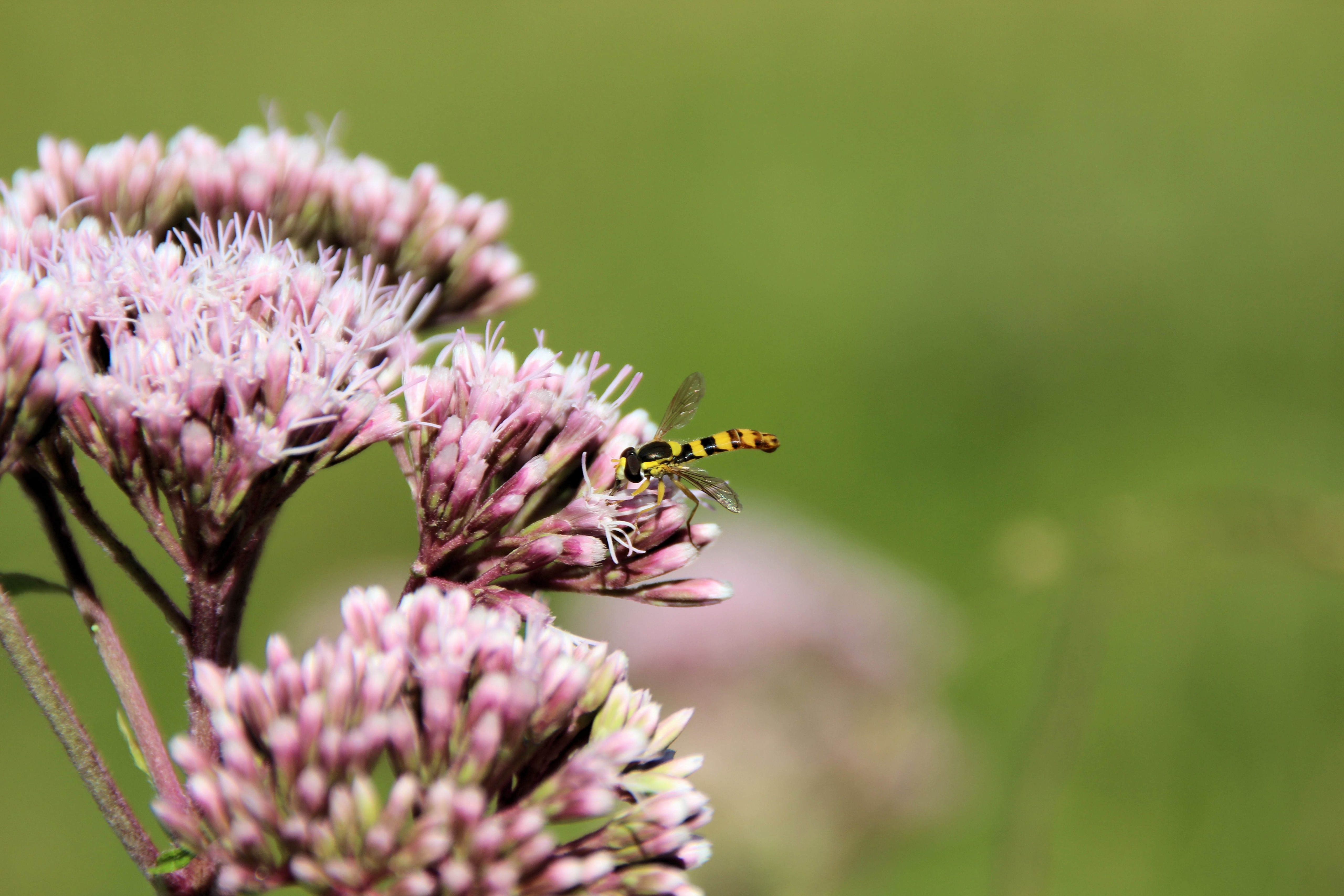 Fonds d'cran Animaux Insectes - Abeilles Gupes ... 