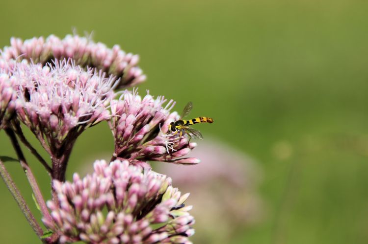 Fonds d'cran Animaux Insectes - Abeilles Gupes ... Wallpaper N452937