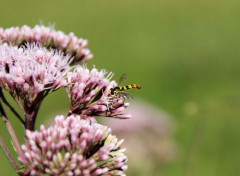  Animaux Image sans titre N452937