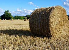  Nature champ en été