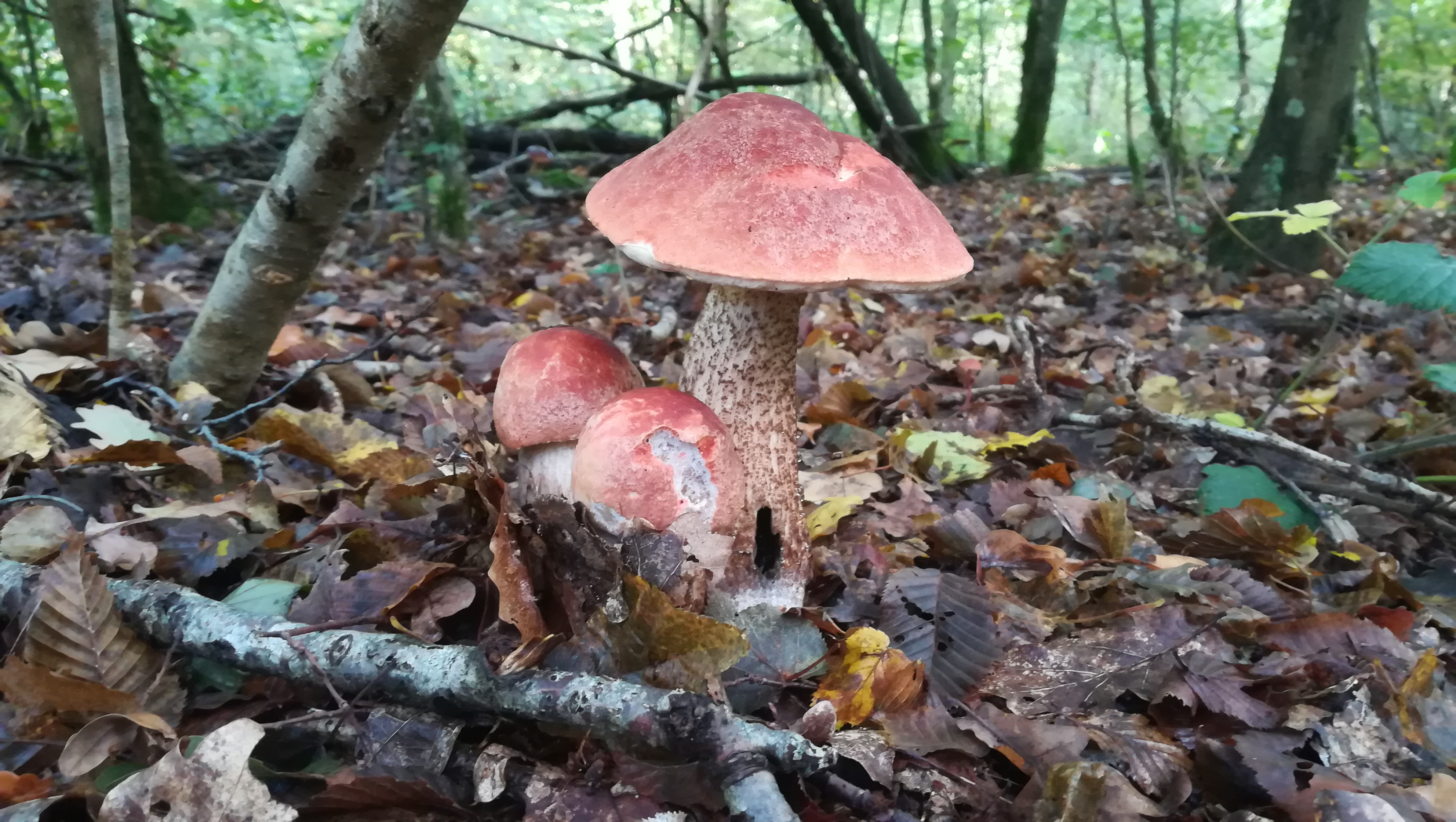 Fonds d'cran Nature Champignons chamignons