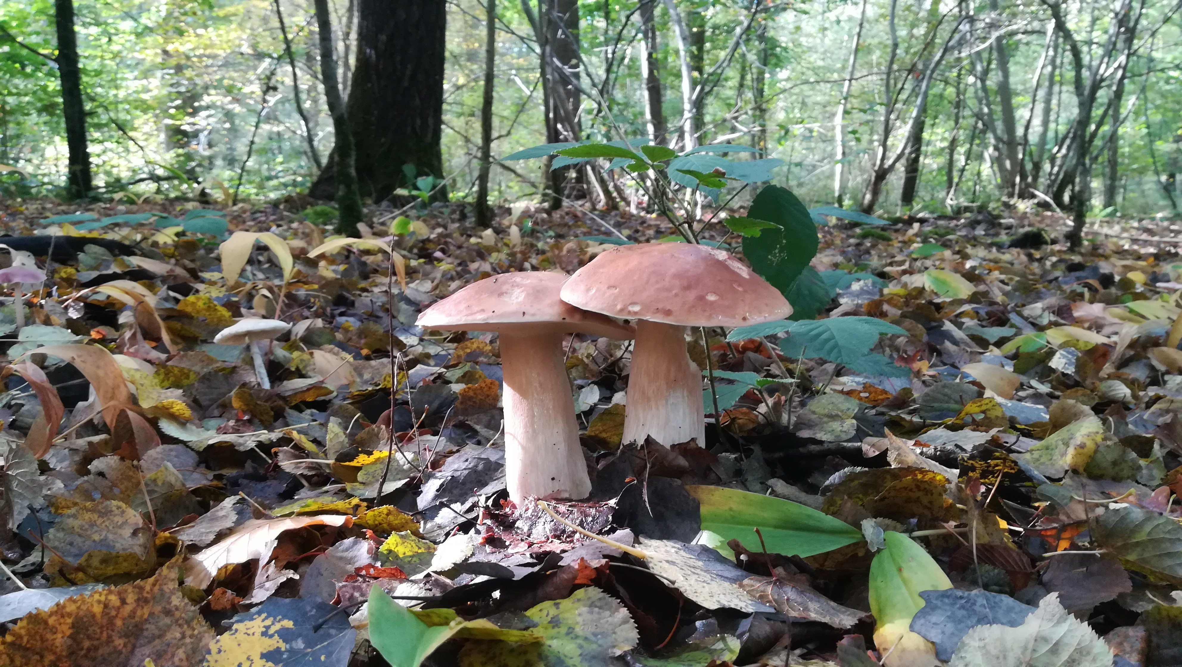 Wallpapers Nature Mushrooms chamignons