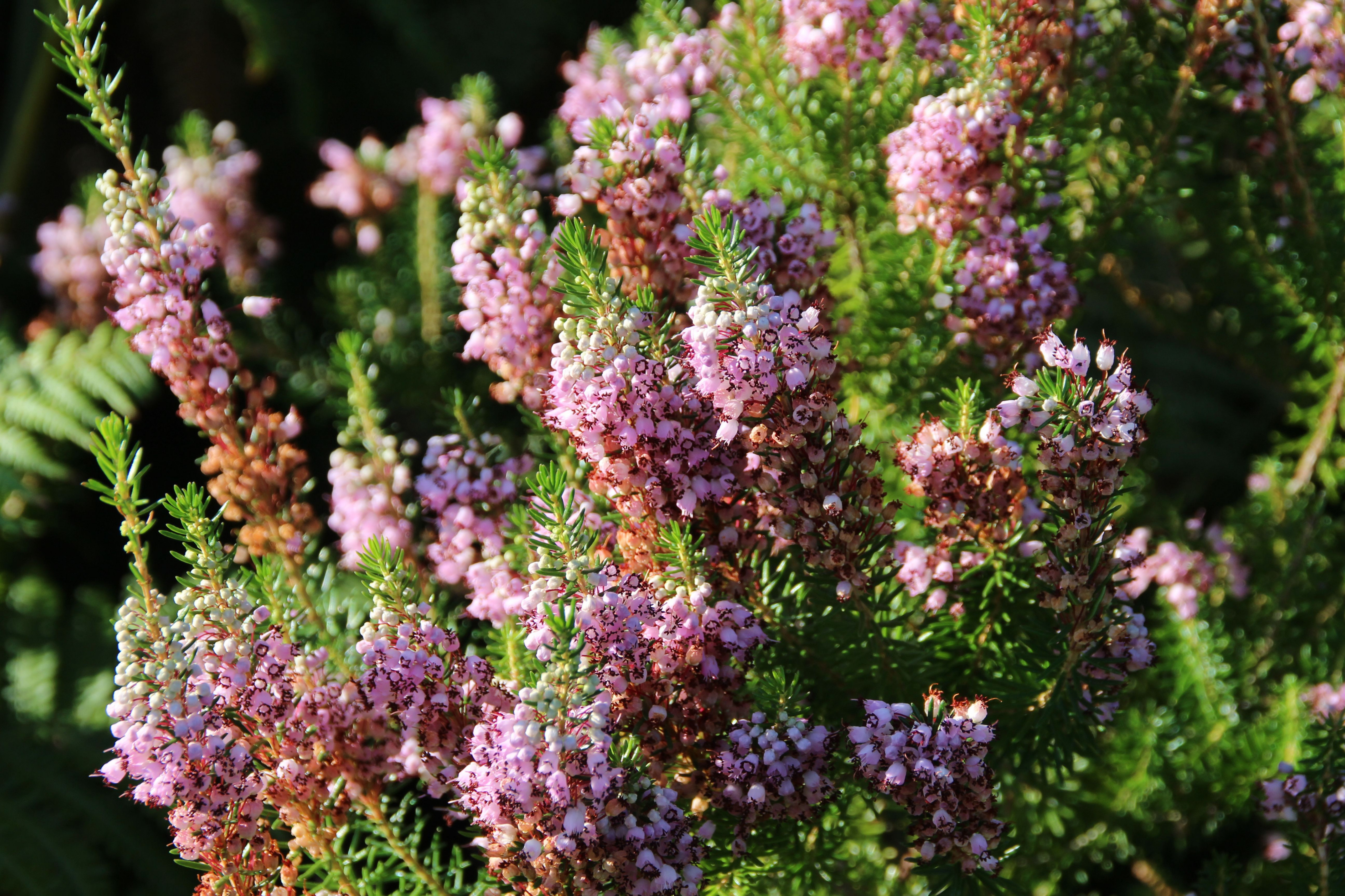 Fonds d'cran Nature Fleurs 