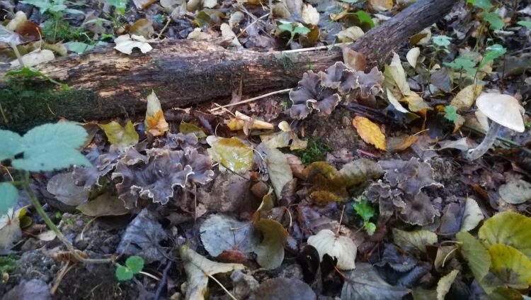 Fonds d'cran Nature Champignons chamignons