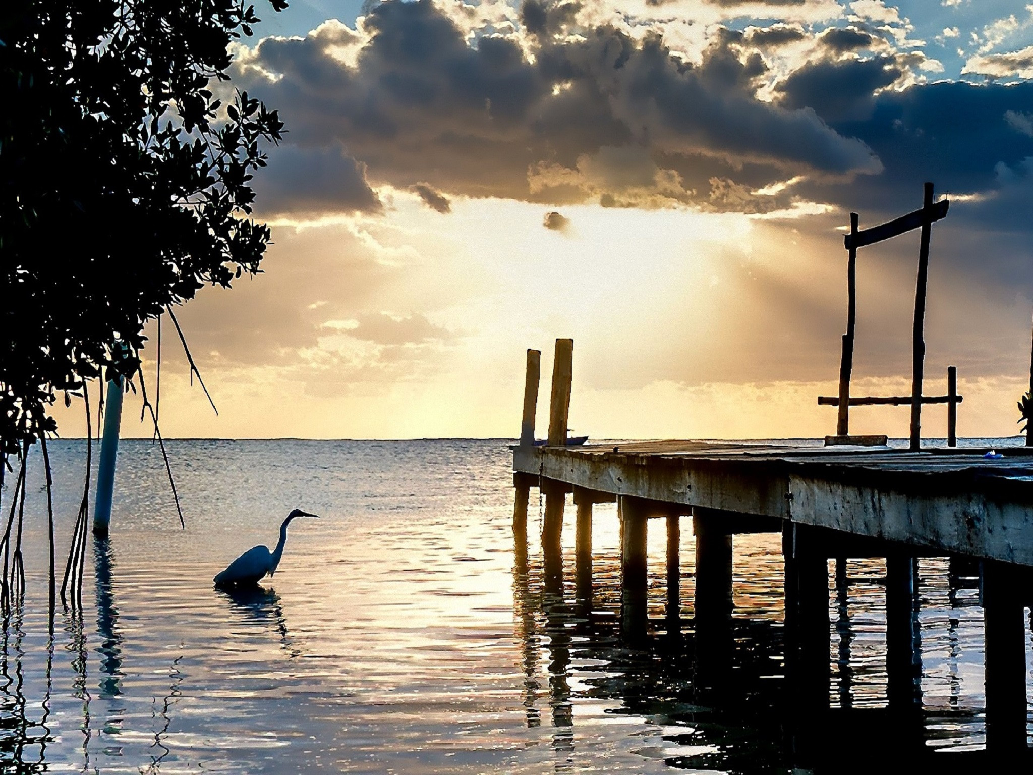 Wallpapers Animals Birds - Herons 