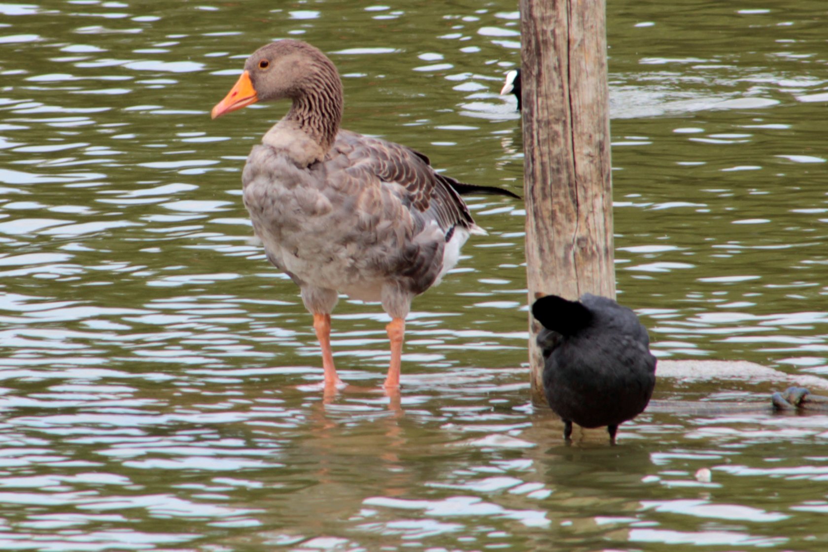 Fonds d'cran Animaux Oiseaux - Foulques Base de loisirs