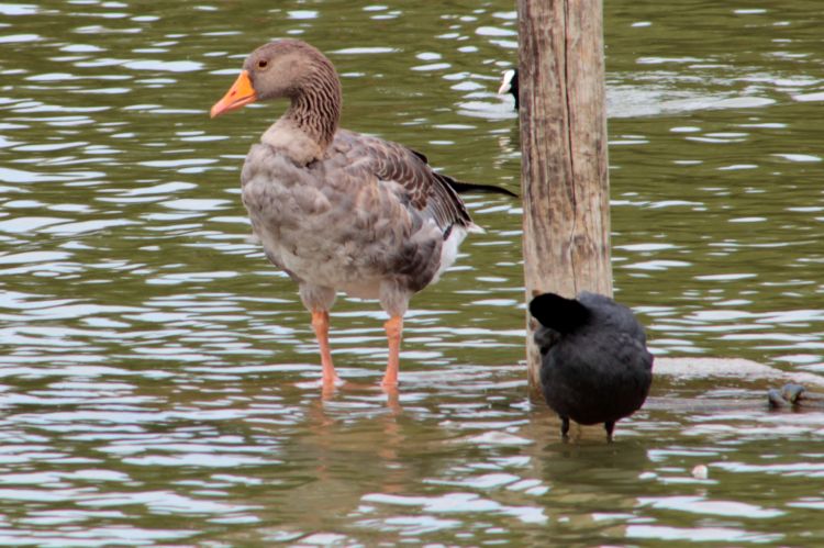 Wallpapers Animals Birds - Coots Base de loisirs