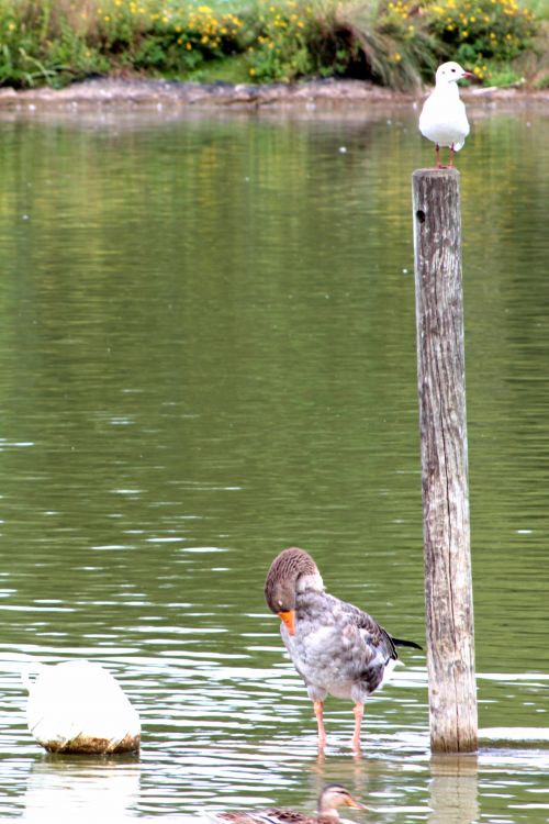 Wallpapers Animals Birds - Gooses Base de loisirs